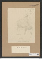 Diatomeae indet. Zeichnungen Sammlung Grunow Nr. 8213 (NHMW-BOT-W0377597)